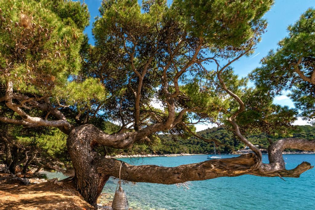 Apartament Pine Tree Boutique